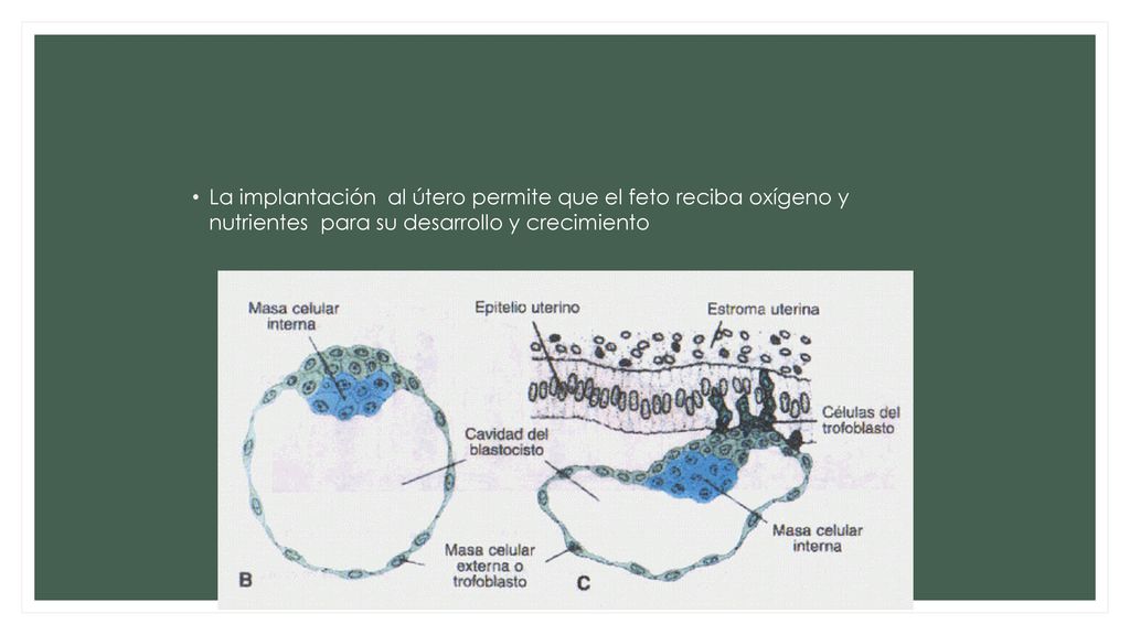La implantación al útero permite que el feto reciba oxígeno y nutrientes para su desarrollo y crecimiento