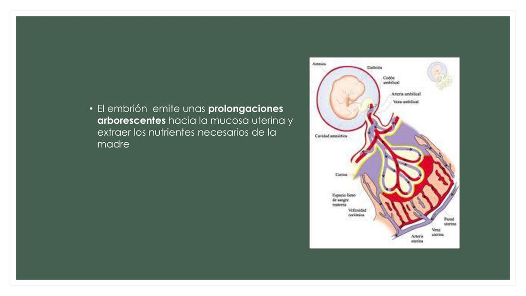 El embrión emite unas prolongaciones arborescentes hacia la mucosa uterina y extraer los nutrientes necesarios de la madre