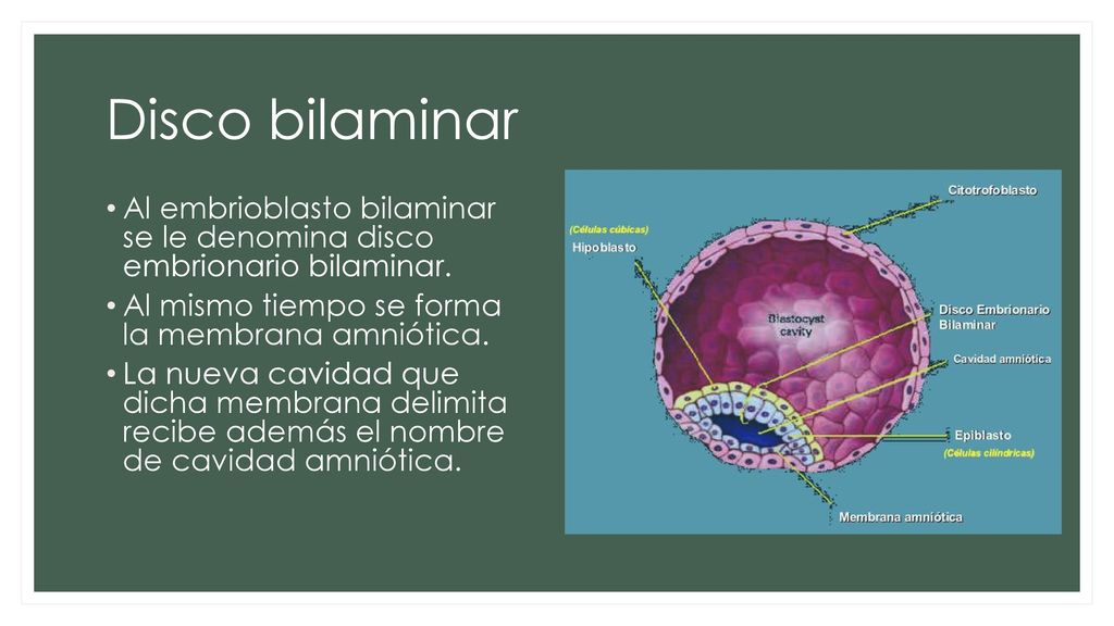 Disco bilaminar Al embrioblasto bilaminar se le denomina disco embrionario bilaminar. Al mismo tiempo se forma la membrana amniótica.