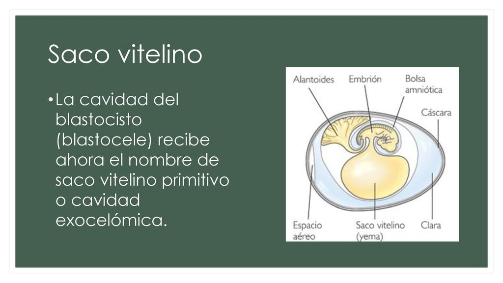 Saco vitelino La cavidad del blastocisto (blastocele) recibe ahora el nombre de saco vitelino primitivo o cavidad exocelómica.