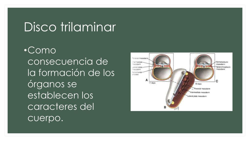 Disco trilaminar Como consecuencia de la formación de los órganos se establecen los caracteres del cuerpo.