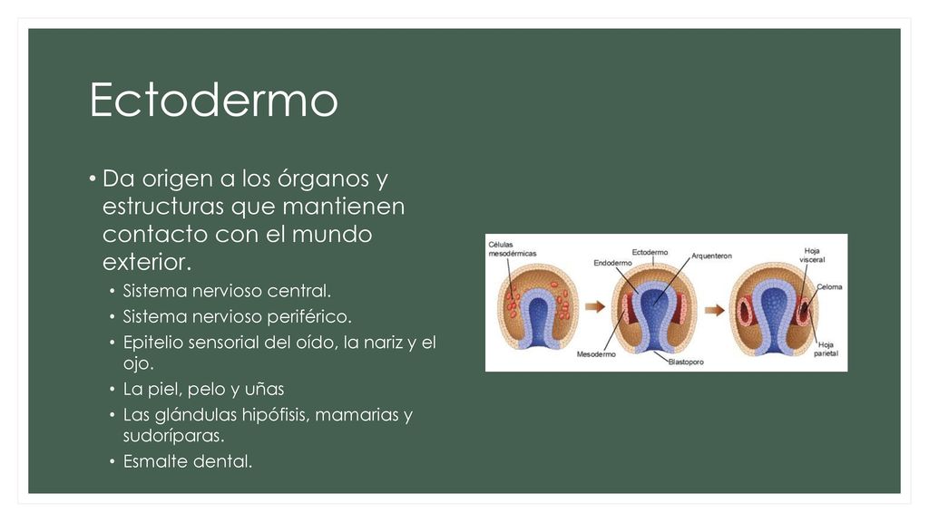 Ectodermo Da origen a los órganos y estructuras que mantienen contacto con el mundo exterior. Sistema nervioso central.