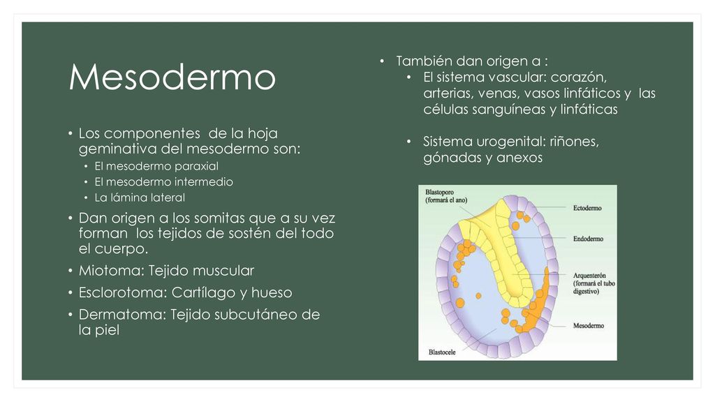 Mesodermo Los componentes de la hoja geminativa del mesodermo son: