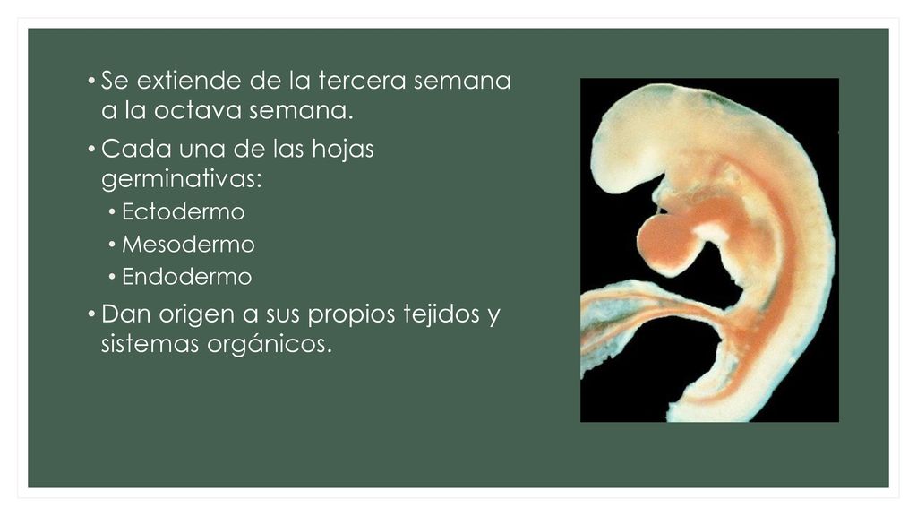 Se extiende de la tercera semana a la octava semana.