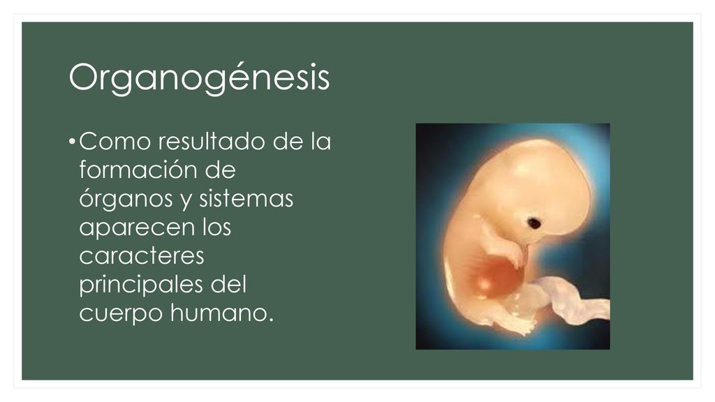 Organogénesis Como resultado de la formación de órganos y sistemas aparecen los caracteres principales del cuerpo humano.
