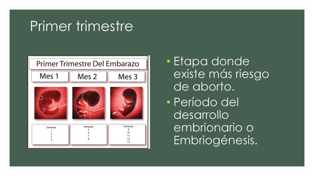 Primer trimestre Etapa donde existe más riesgo de aborto.