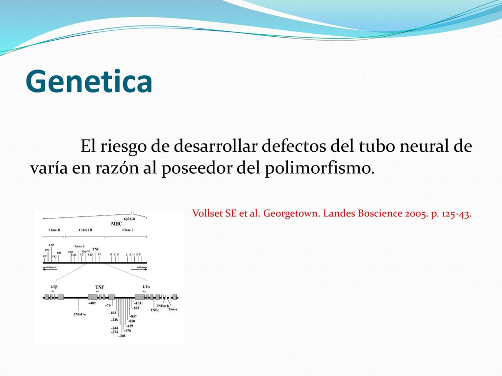 Genetica El riesgo de desarrollar defectos del tubo neural de varía en razón al poseedor del polimorfismo.