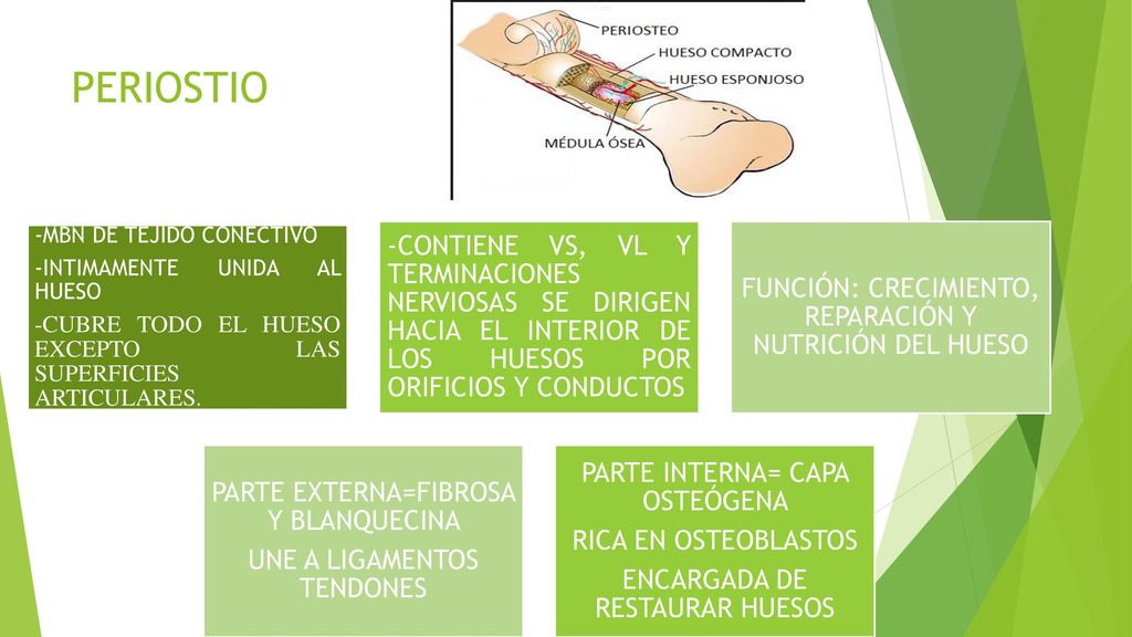 PERIOSTIO -MBN DE TEJIDO CONECTIVO. -INTIMAMENTE UNIDA AL HUESO. -CUBRE TODO EL HUESO EXCEPTO LAS SUPERFICIES ARTICULARES.