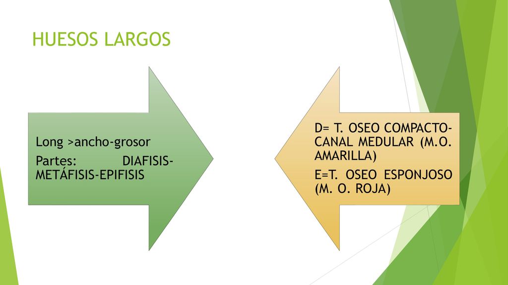 HUESOS LARGOS D= T. OSEO COMPACTO- CANAL MEDULAR (M.O. AMARILLA)