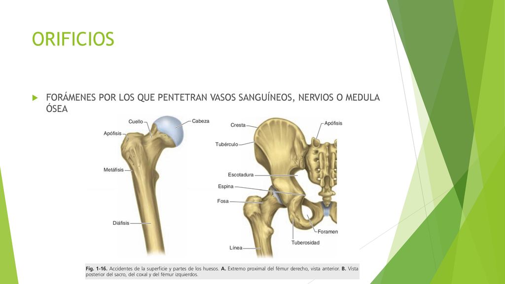 ORIFICIOS FORÁMENES POR LOS QUE PENTETRAN VASOS SANGUÍNEOS, NERVIOS O MEDULA ÓSEA