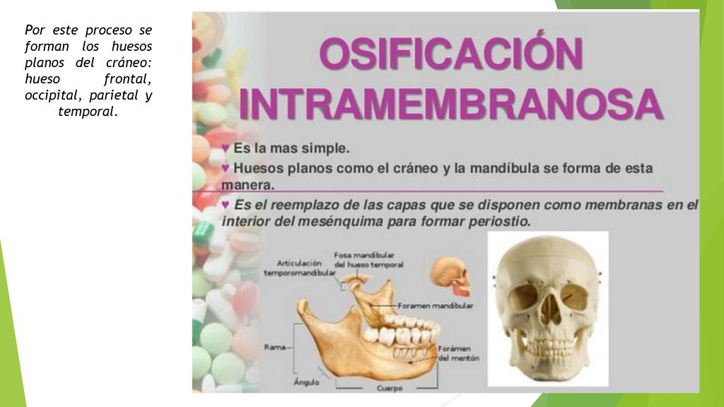 Por este proceso se forman los huesos planos del cráneo: hueso frontal, occipital, parietal y temporal.