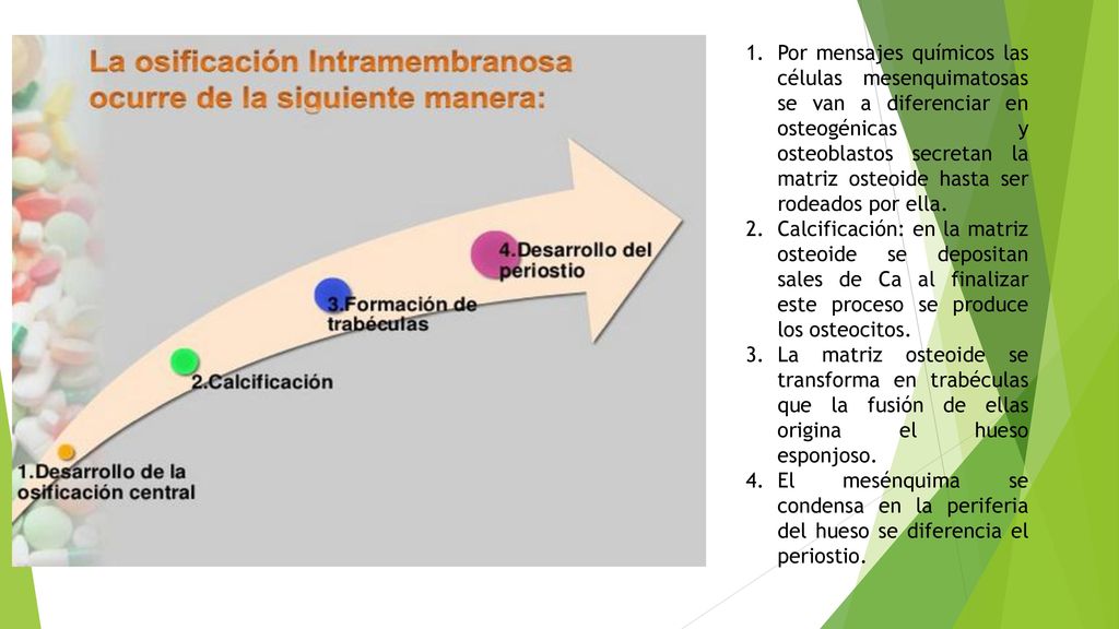 Por mensajes químicos las células mesenquimatosas se van a diferenciar en osteogénicas y osteoblastos secretan la matriz osteoide hasta ser rodeados por ella.