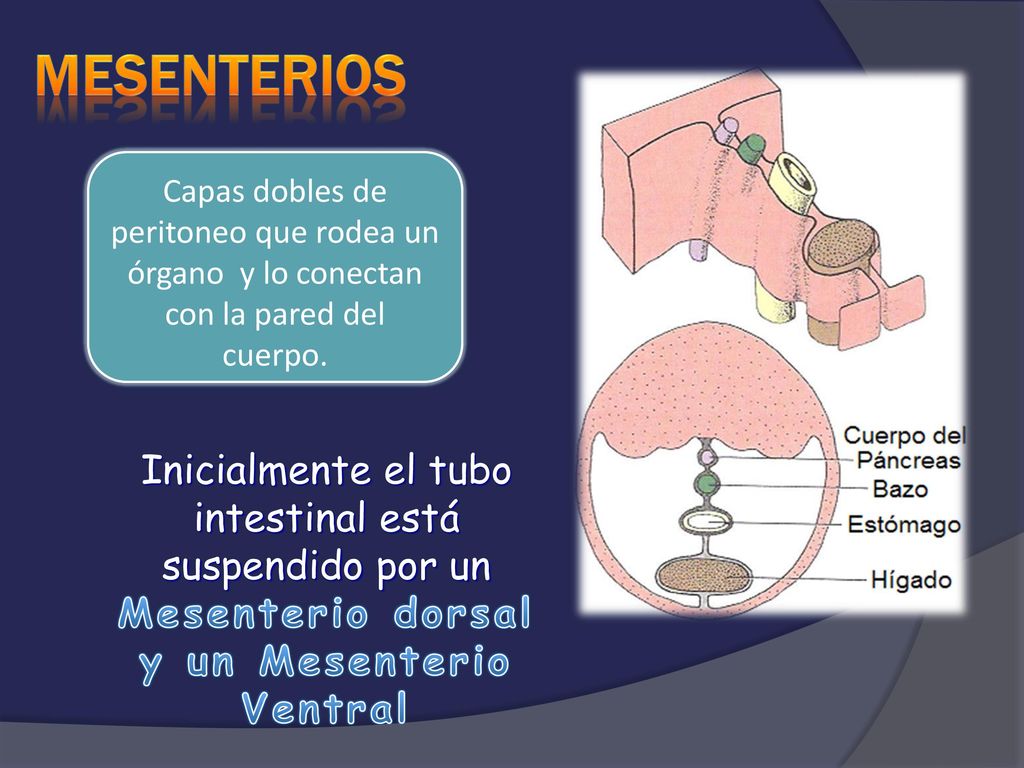 Mesenterios Capas dobles de peritoneo que rodea un órgano y lo conectan con la pared del cuerpo.