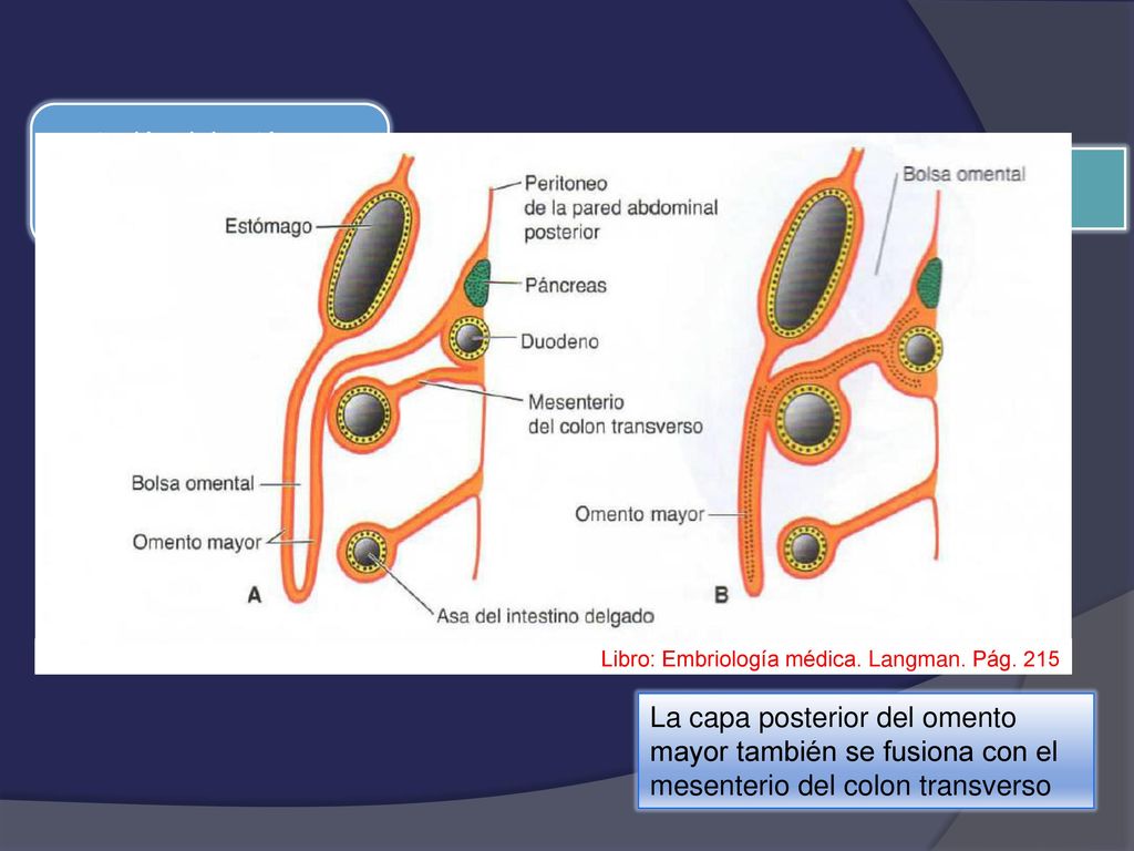 rotación del estómago alrededor de su eje anteroposterior