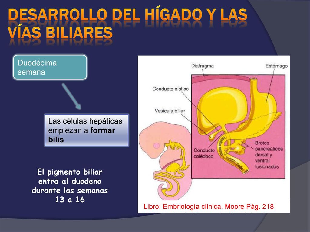 El pigmento biliar entra al duodeno durante las semanas 13 a 16