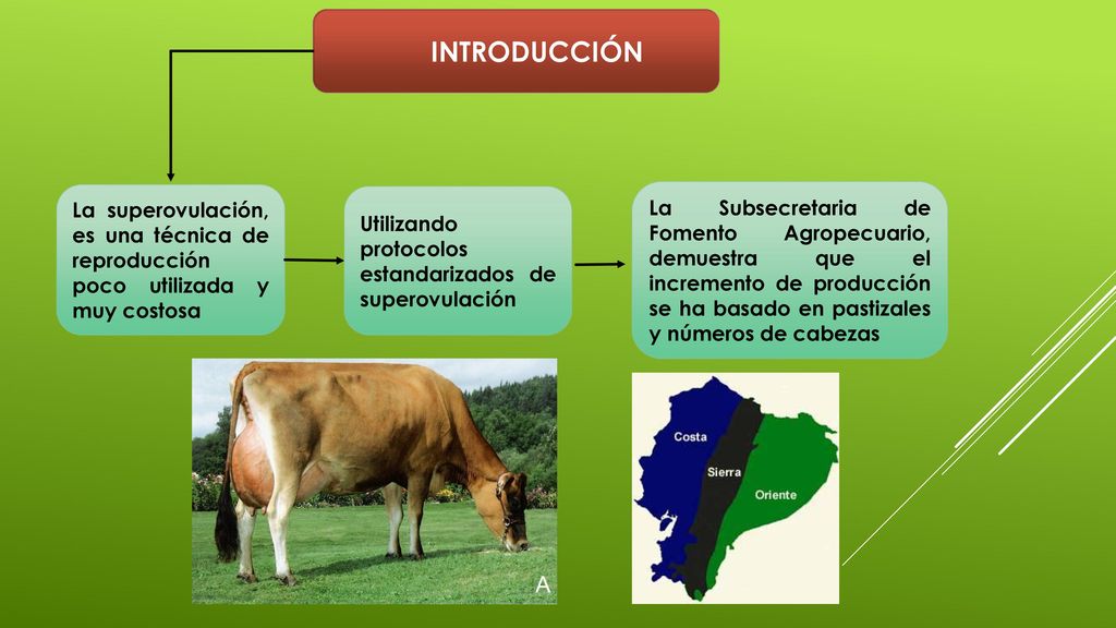 INTRODUCCIÓN La superovulación, es una técnica de reproducción poco utilizada y muy costosa. Utilizando protocolos estandarizados de superovulación.