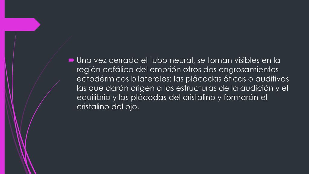 Una vez cerrado el tubo neural, se tornan visibles en la región cefálica del embrión otros dos engrosamientos ectodérmicos bilaterales: las plácodas óticas o auditivas las que darán origen a las estructuras de la audición y el equilibrio y las plácodas del cristalino y formarán el cristalino del ojo.