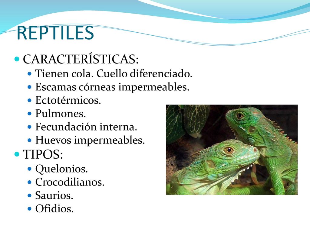 REPTILES CARACTERÍSTICAS: TIPOS: Tienen cola. Cuello diferenciado.