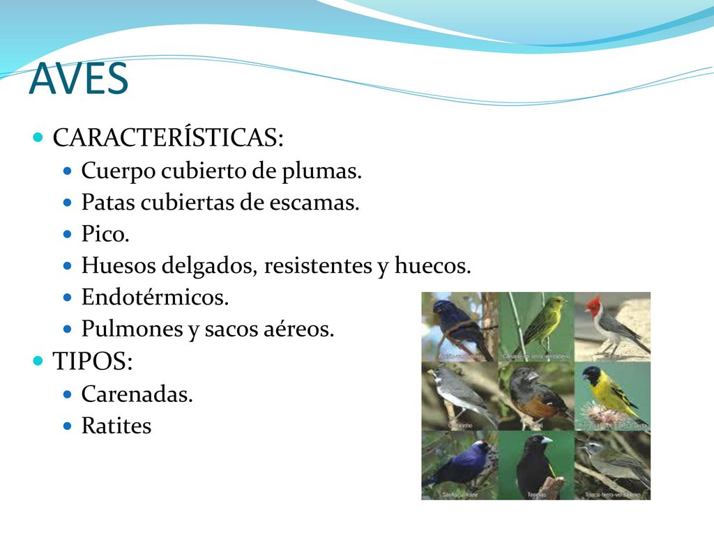 AVES CARACTERÍSTICAS: TIPOS: Cuerpo cubierto de plumas.