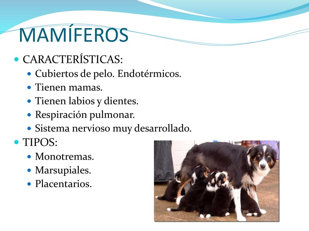 MAMÍFEROS CARACTERÍSTICAS: TIPOS: Cubiertos de pelo. Endotérmicos.