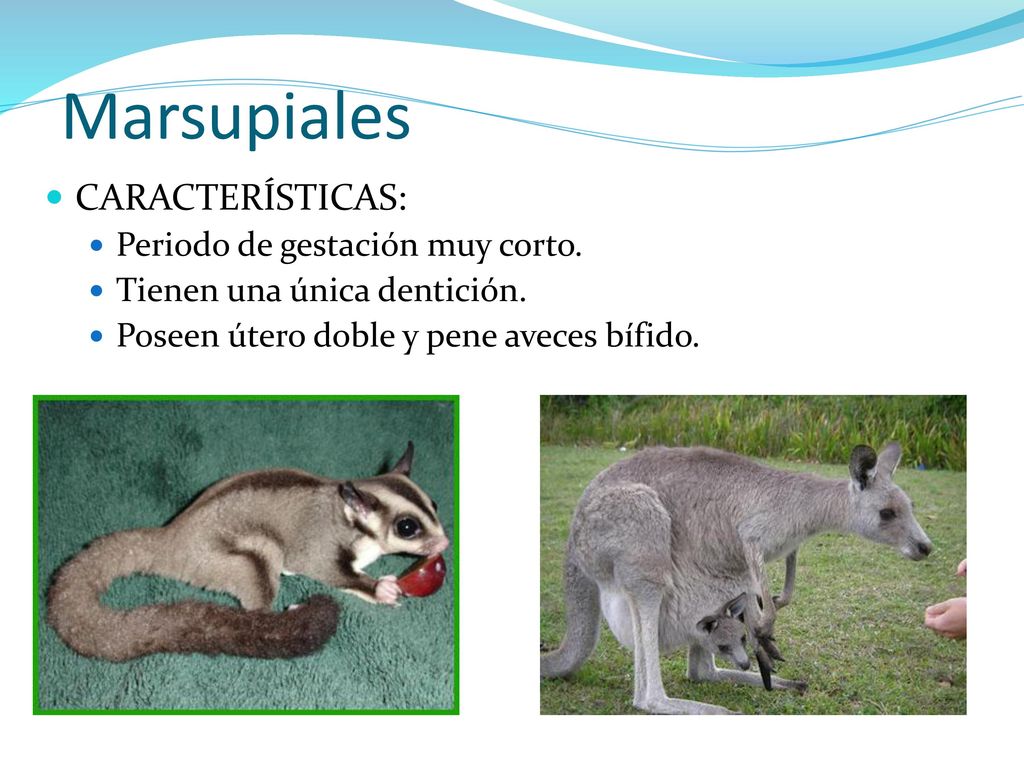 Marsupiales CARACTERÍSTICAS: Periodo de gestación muy corto.