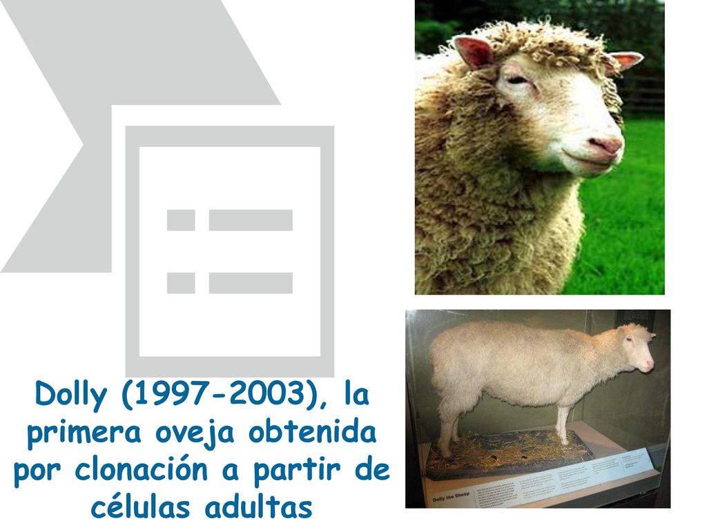 Dolly ( ), la primera oveja obtenida por clonación a partir de células adultas