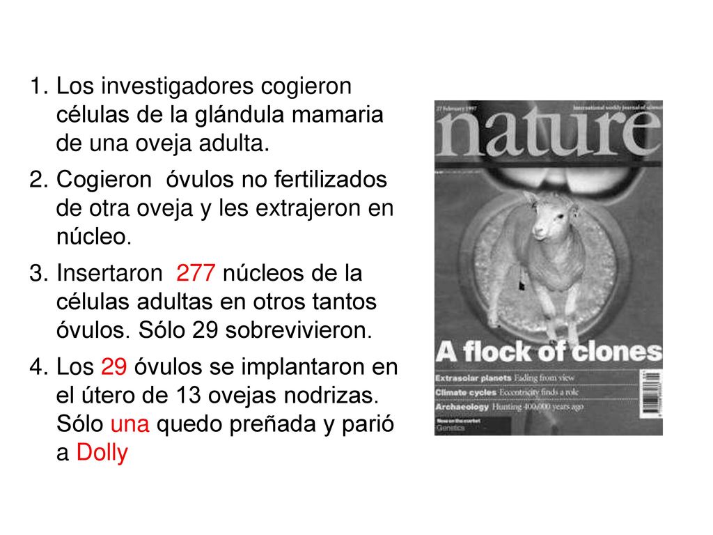 Los investigadores cogieron células de la glándula mamaria de una oveja adulta.