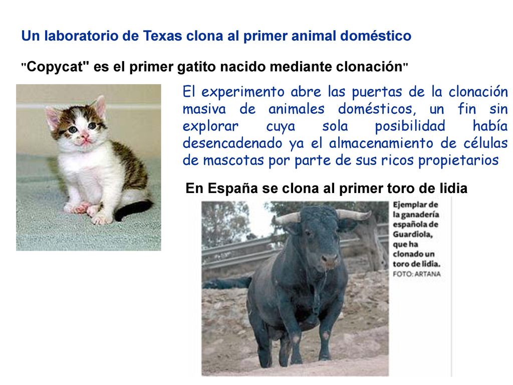 Un laboratorio de Texas clona al primer animal doméstico