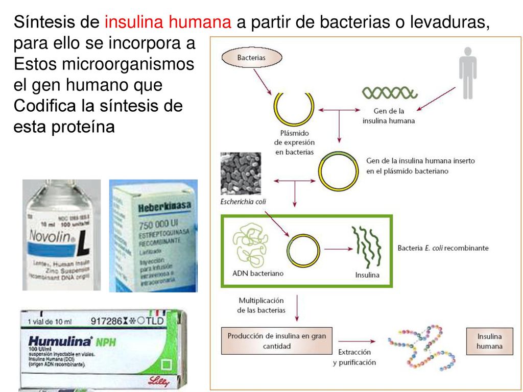 Síntesis de insulina humana a partir de bacterias o levaduras, para ello se incorpora a