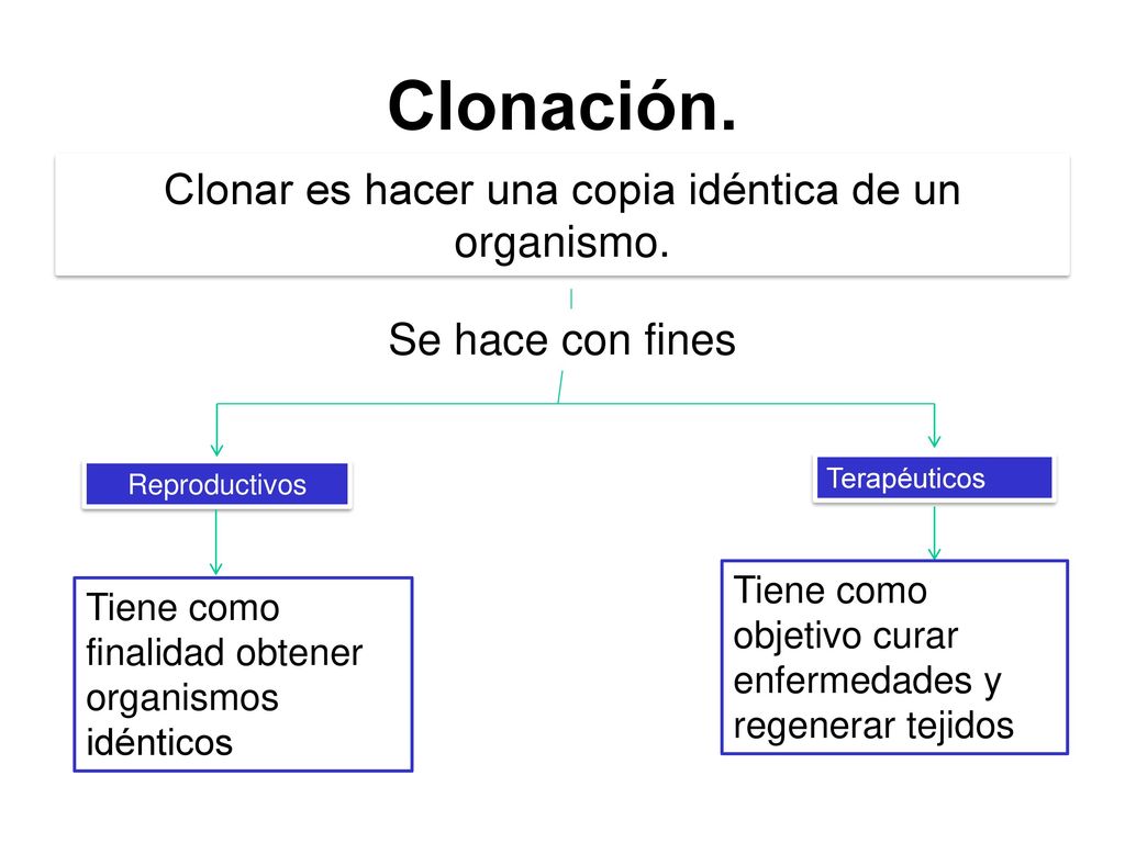Clonar es hacer una copia idéntica de un organismo.
