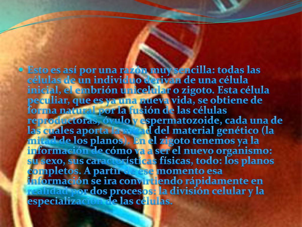 Esto es así por una razón muy sencilla: todas las células de un individuo derivan de una célula inicial, el embrión unicelular o zigoto.
