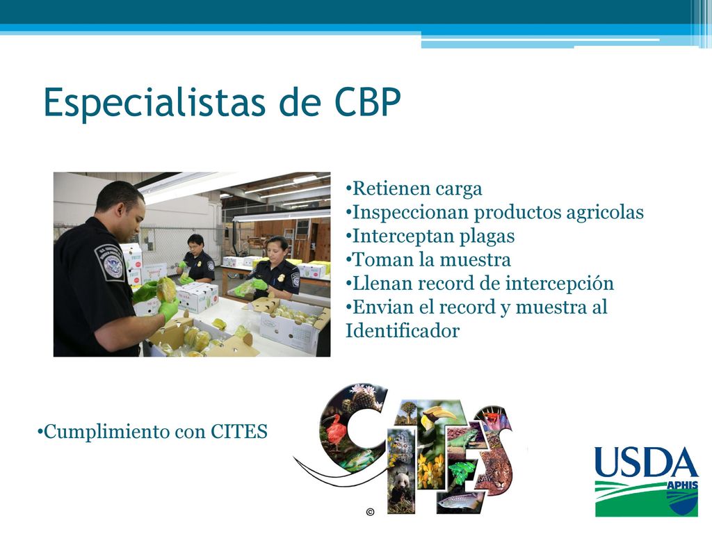 Especialistas de CBP Retienen carga Inspeccionan productos agricolas
