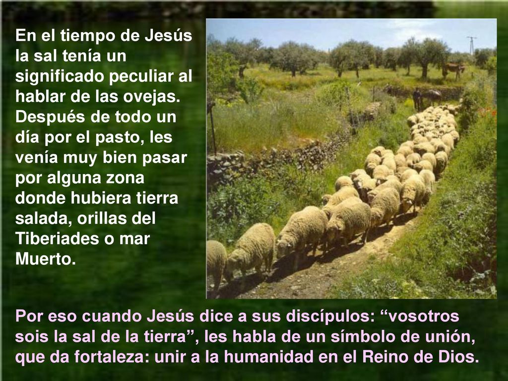 En el tiempo de Jesús la sal tenía un significado peculiar al hablar de las ovejas. Después de todo un día por el pasto, les venía muy bien pasar por alguna zona donde hubiera tierra salada, orillas del Tiberiades o mar Muerto.