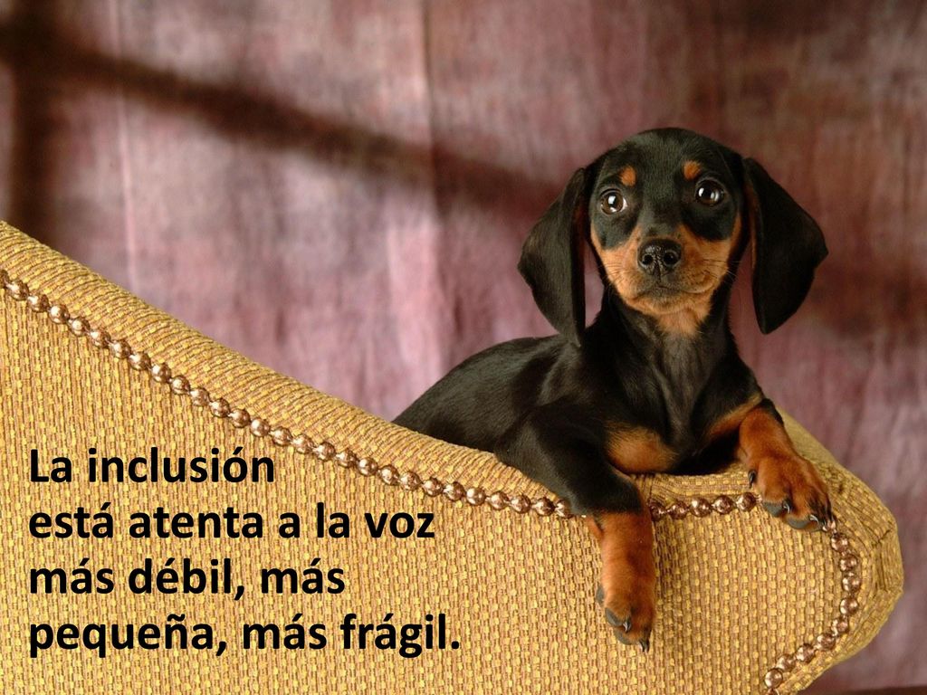 La inclusión está atenta a la voz más débil, más pequeña, más frágil.