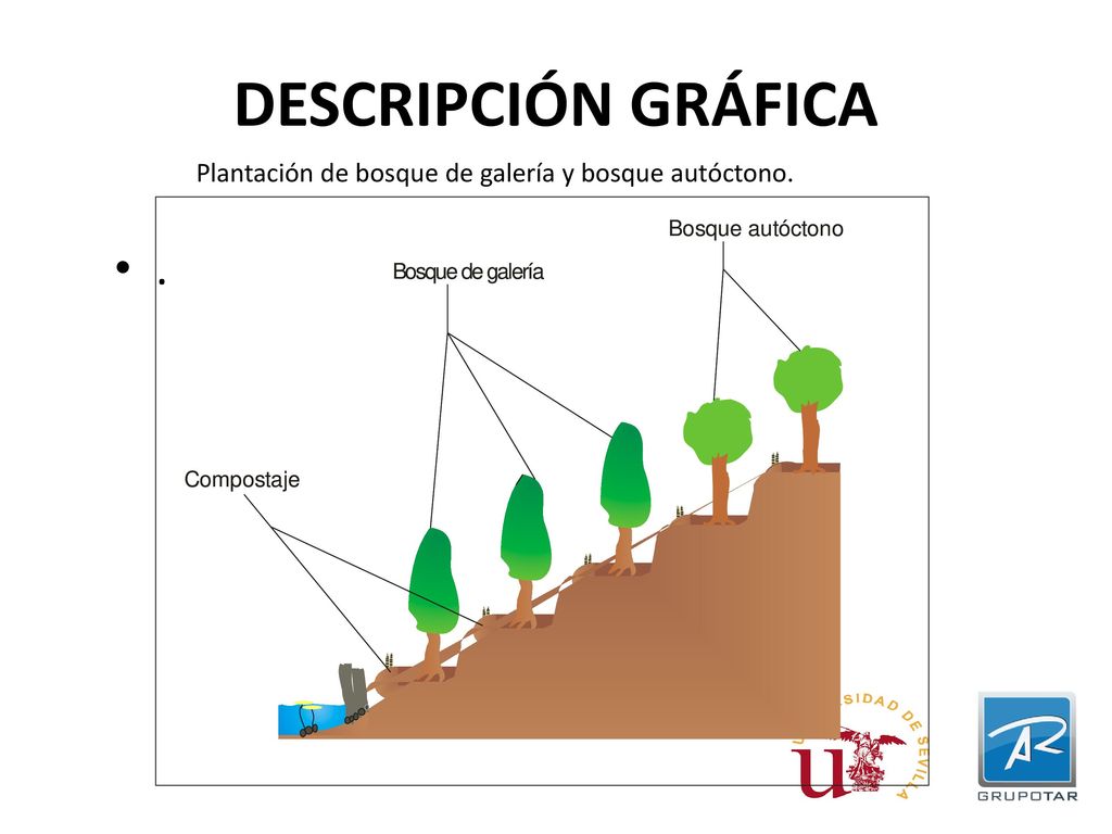 DESCRIPCIÓN GRÁFICA Plantación de bosque de galería y bosque autóctono. .