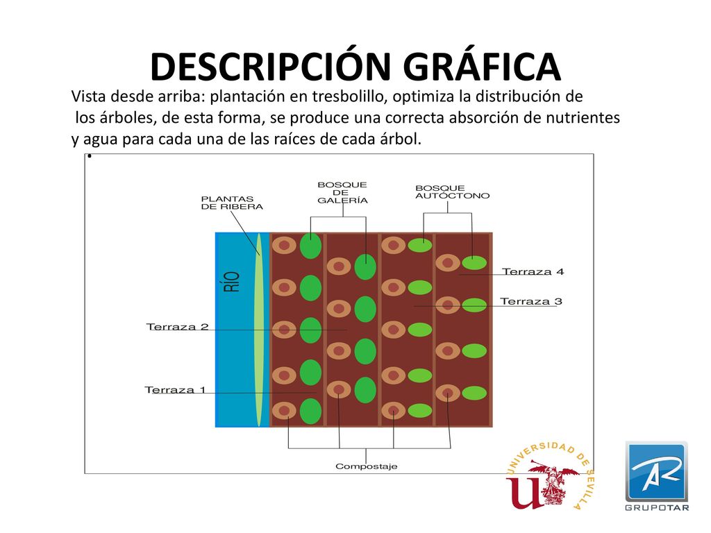 DESCRIPCIÓN GRÁFICA Vista desde arriba: plantación en tresbolillo, optimiza la distribución de.