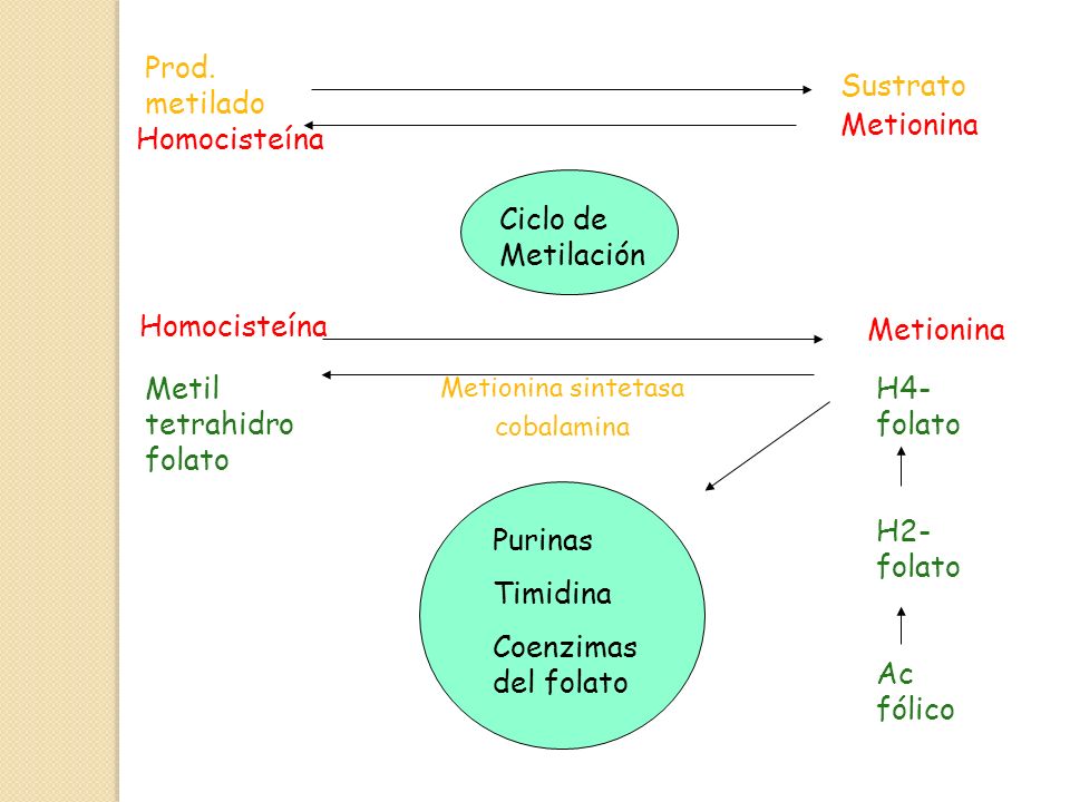 Metil tetrahidrofolato H4-folato