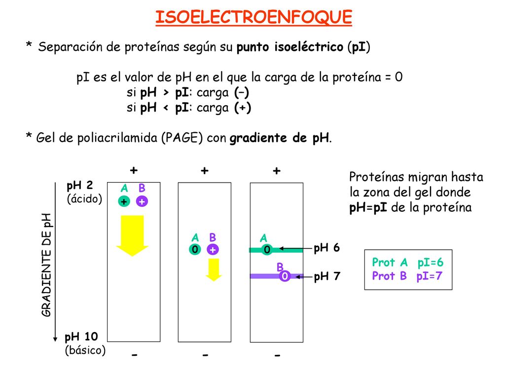 ISOELECTROENFOQUE * Separación de proteínas según su punto isoeléctrico (pI) pI es el valor de pH en el que la carga de la proteína = 0.
