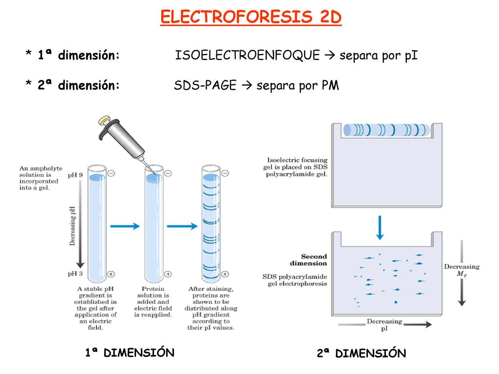 ELECTROFORESIS 2D * 1ª dimensión: ISOELECTROENFOQUE  separa por pI