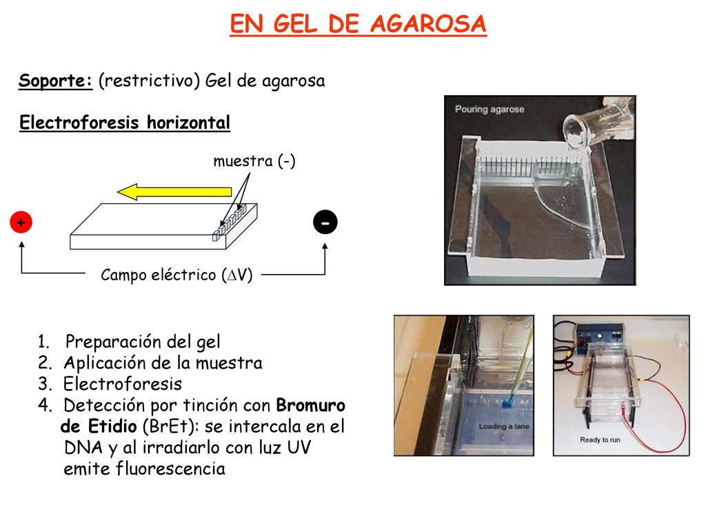 EN GEL DE AGAROSA + - Soporte: (restrictivo) Gel de agarosa