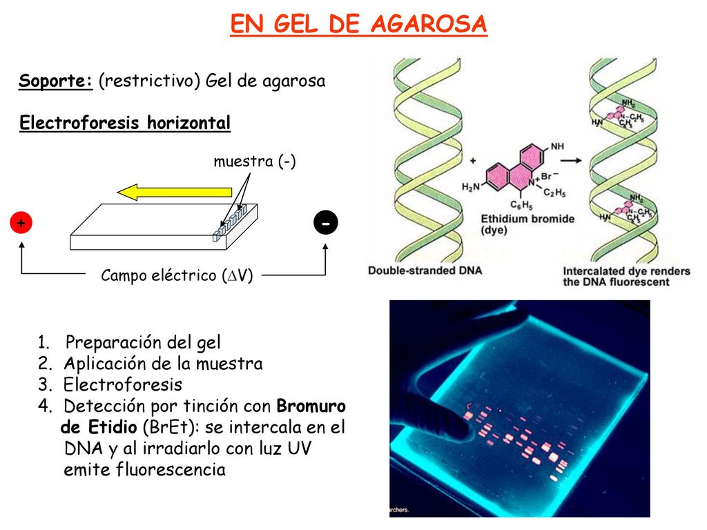 EN GEL DE AGAROSA + - Soporte: (restrictivo) Gel de agarosa