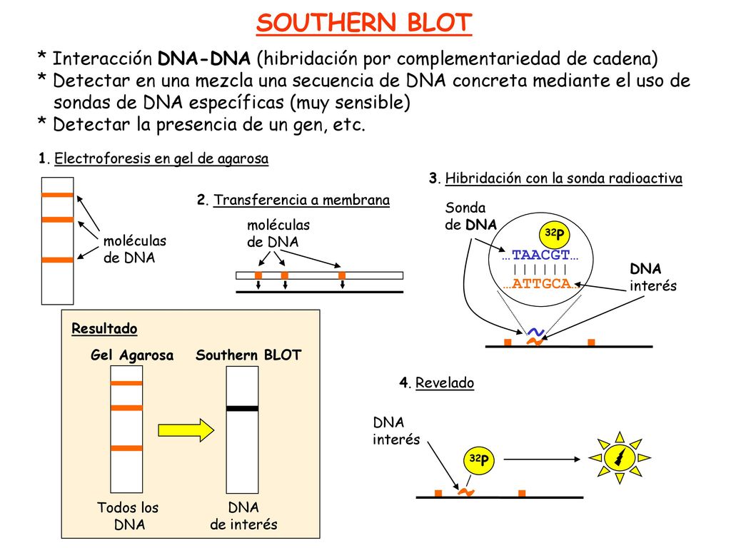 SOUTHERN BLOT * Interacción DNA-DNA (hibridación por complementariedad de cadena)