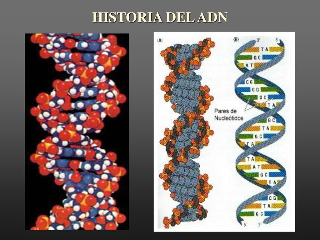 HISTORIA DEL ADN Molécula de ADN. Vamos a ver como se llegó a descubrir su esctructura