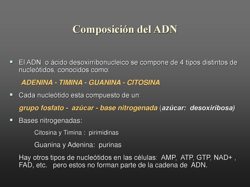 Composición del ADN El ADN o ácido desoxirribonucleico se compone de 4 tipos distintos de nucleótidos, conocidos como: