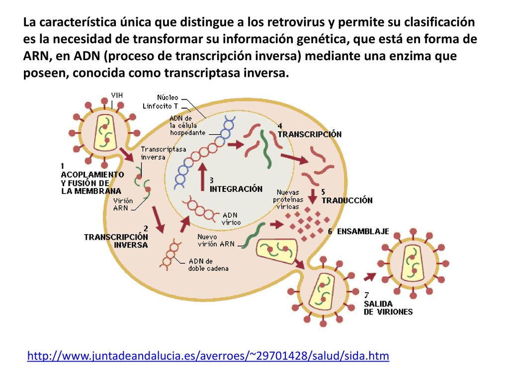 La característica única que distingue a los retrovirus y permite su clasificación es la necesidad de transformar su información genética, que está en forma de ARN, en ADN (proceso de transcripción inversa) mediante una enzima que poseen, conocida como transcriptasa inversa.