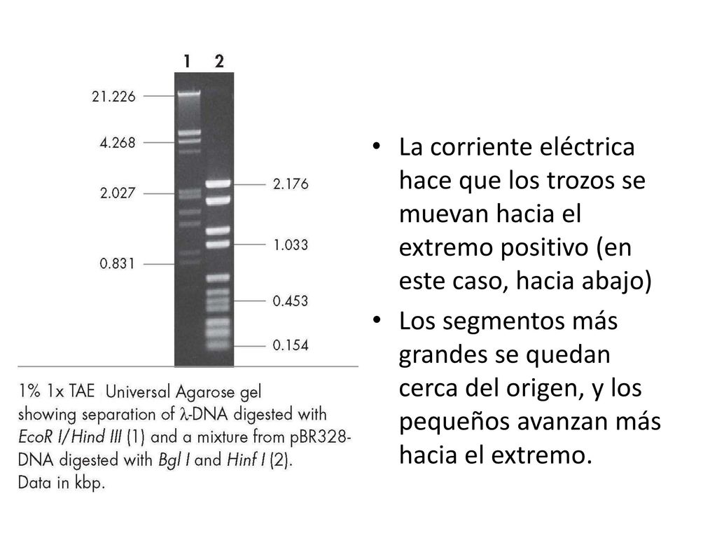 La corriente eléctrica hace que los trozos se muevan hacia el extremo positivo (en este caso, hacia abajo)