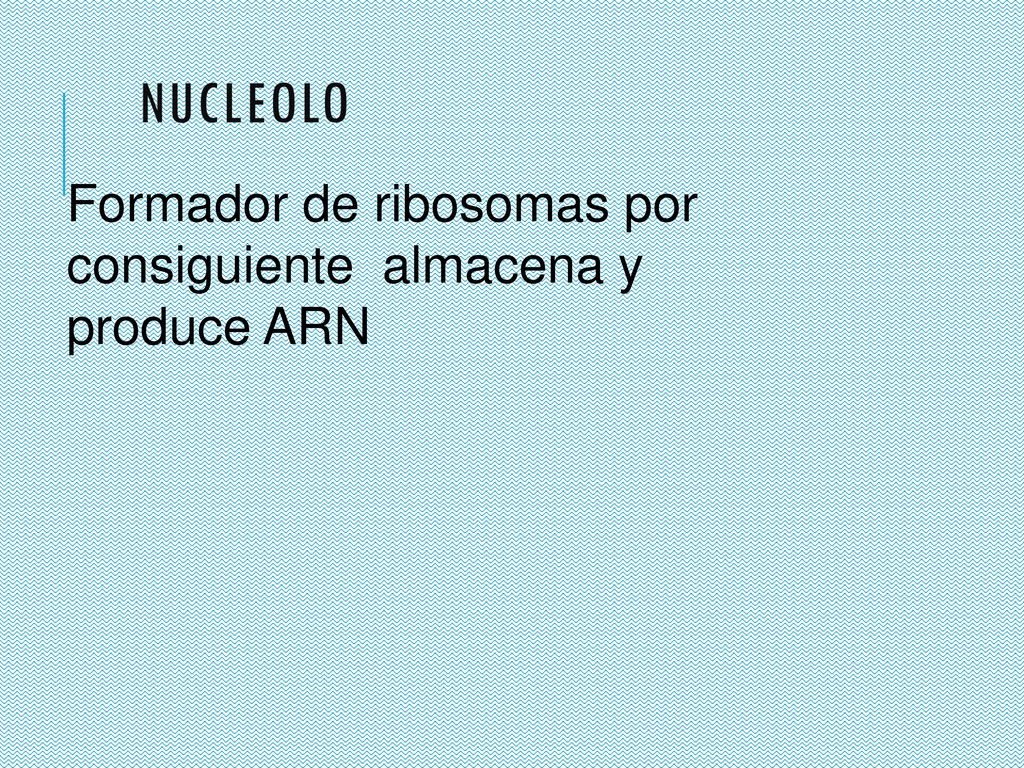 Formador de ribosomas por consiguiente almacena y produce ARN