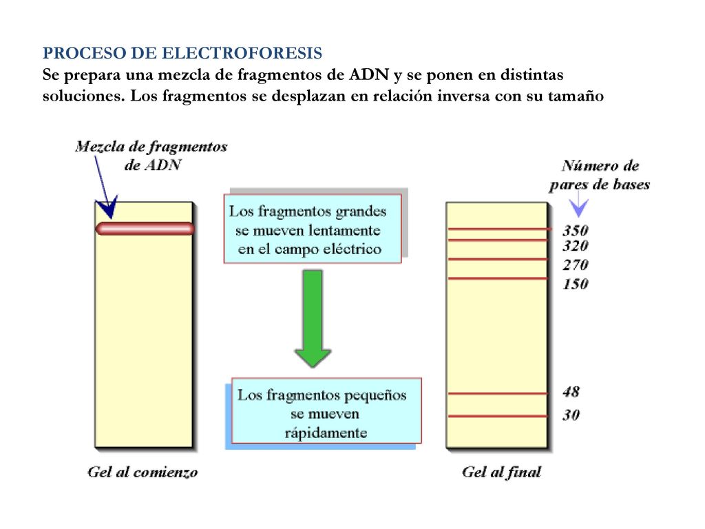PROCESO DE ELECTROFORESIS Se prepara una mezcla de fragmentos de ADN y se ponen en distintas soluciones.