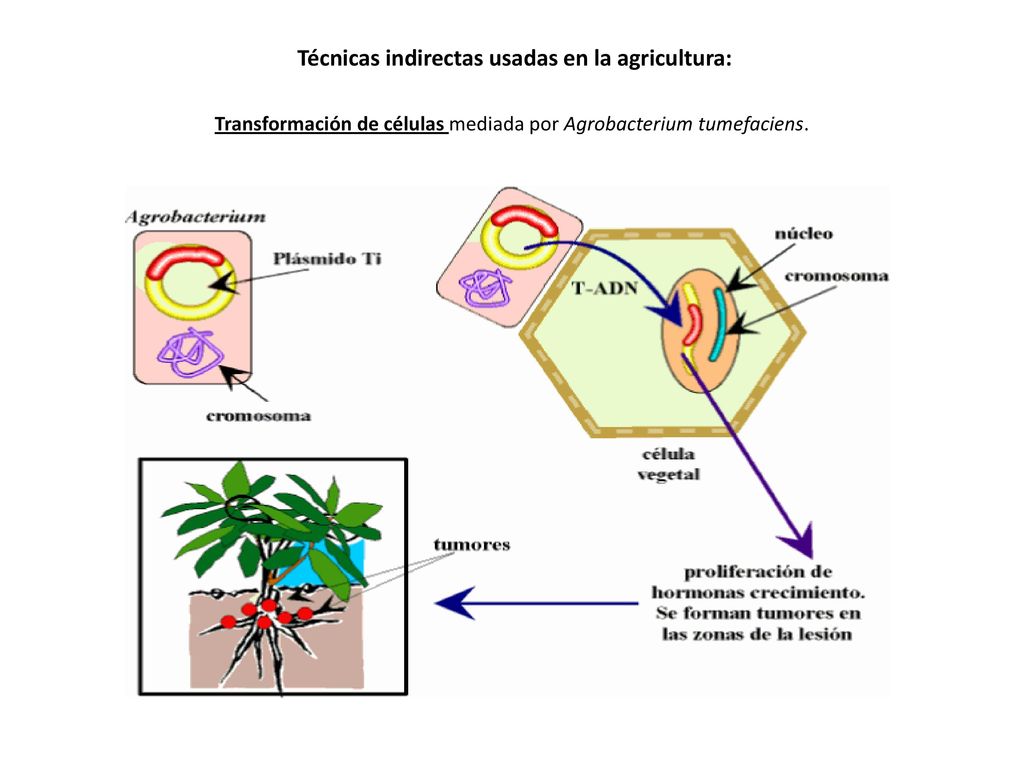 Técnicas indirectas usadas en la agricultura: Transformación de células mediada por Agrobacterium tumefaciens.