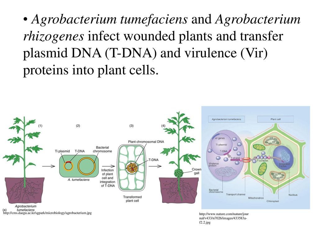 Agrobacterium tumefaciens and Agrobacterium rhizogenes infect wounded plants and transfer plasmid DNA (T-DNA) and virulence (Vir) proteins into plant cells.